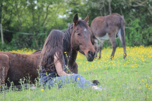 Friendship of a horse and a dog photo