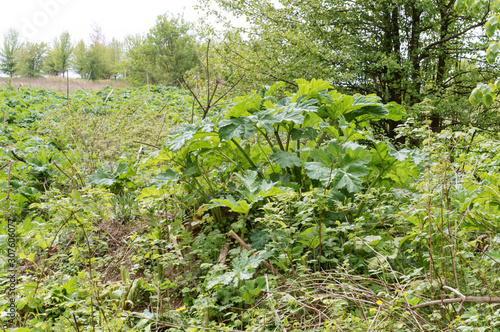 Thickets of the poisonous plant Heracleum. Heracleum bushes.