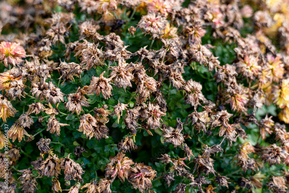 Chrysanthemum flowers starting to dry Chrysanthemum flowers starting to dry