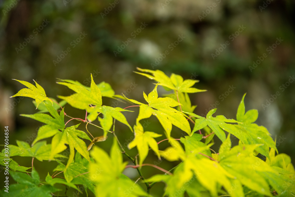 緑色のもみじ 緑色のもみじ