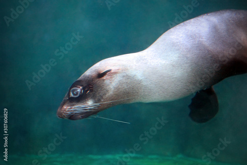 Seal. Water, swimming.