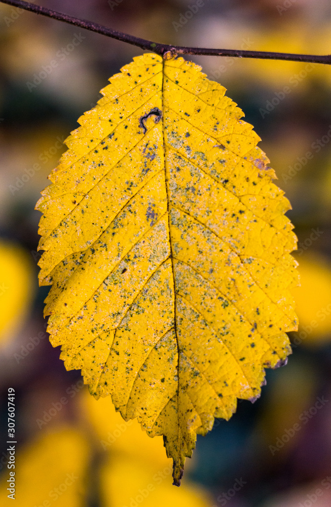 Obraz premium Close up on single yellow autumn leaf hanging from a twig