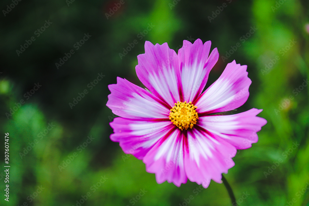 cosmos flower in the garden cosmos flower in the garden