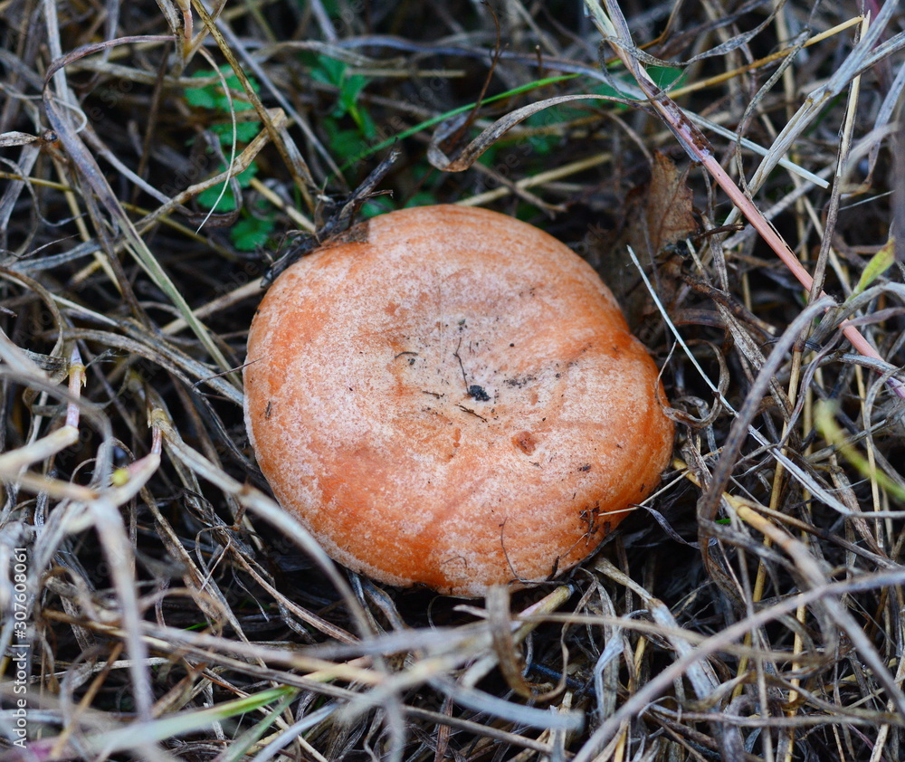 Saffron milk cap (Lactarius deliciosus) mushroom. Fall season. Mushroom