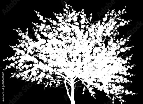isolated blossoming white tree with large crown
