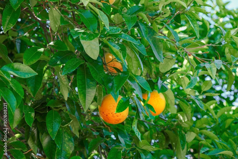 Branches of orange tree with fruits and green leaves on sunny day.