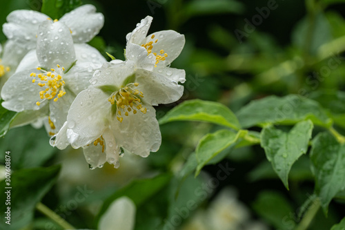 White jasmine flowers Philadelphia lewisii with drops of water on petals after rain. Flowers on blurred background of greenery of garden. Selective focus. Nature concept for design. Place for text.