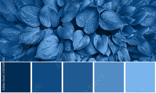 Color palette with nature textures, leaves inspired by trendy blue color of the year 2020. Tropical leaf background. Fashion concept