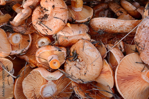 Saffron milk cap (Lactarius deliciosus) mushroom. Fall season. Mushroom hunt. Saffron milk cap aka red pine mushrooms aka Lactarius deliciosus in a grass.  photo