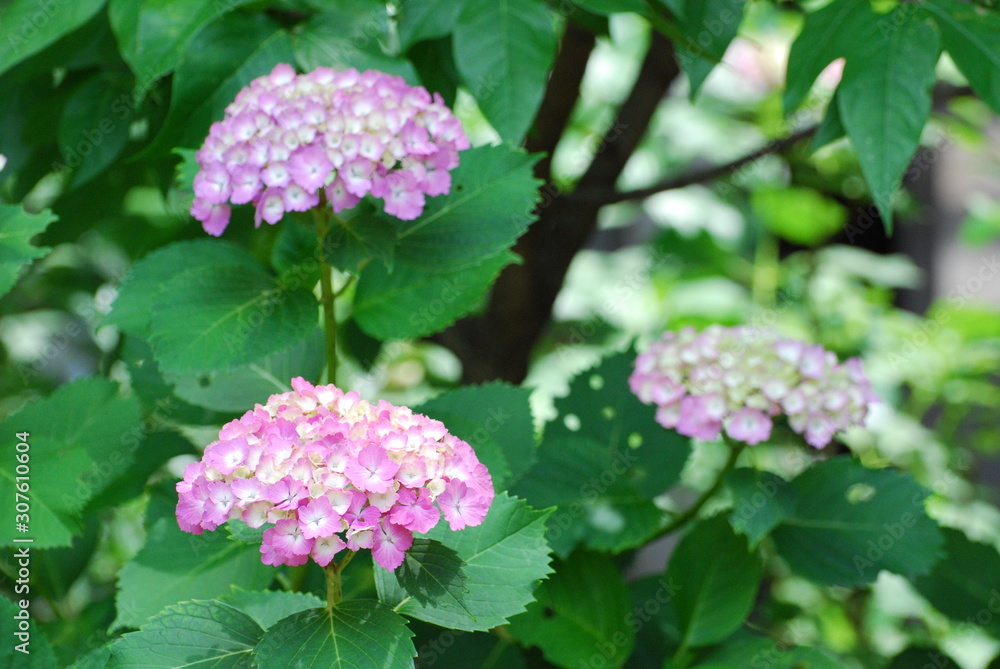 紫陽花 ピンク 紫陽花 ピンク