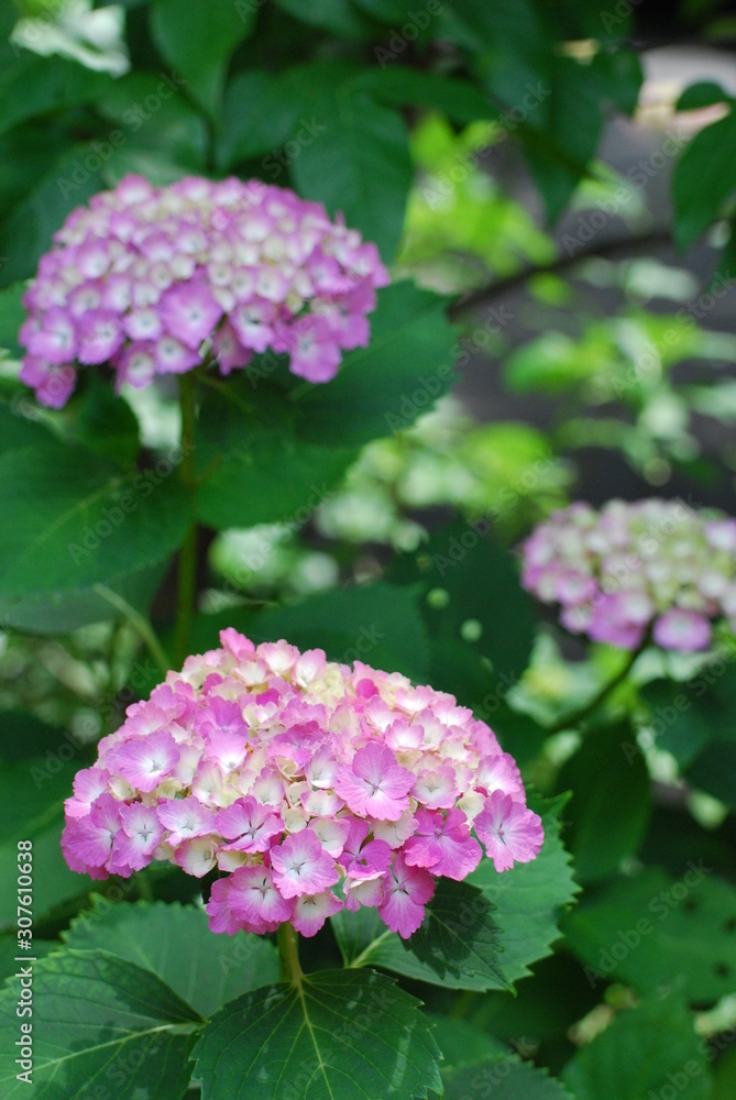 紫陽花 ピンク 紫陽花 ピンク