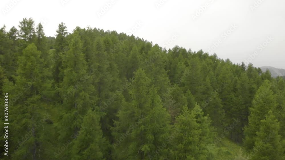Aerial flyover of verdant green pine forest, close proximity drone Aerial flyover of verdant green pine forest, close proximity drone