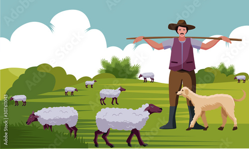 Shepherd with stick and dogs herding sheep