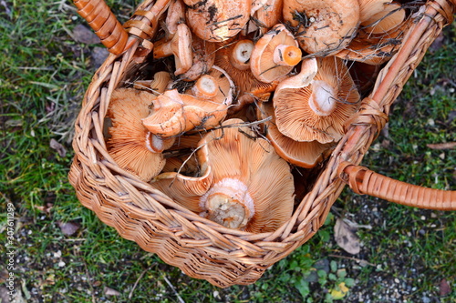 Full basket Saffron milk cap  Lactarius deliciosus  mushroom.
