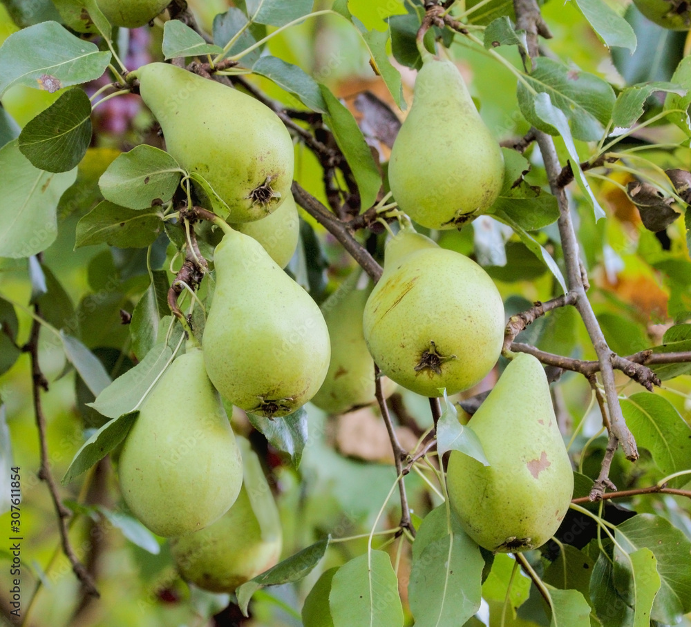 Green pear tree with small pear fruits in a garden Green pear tree with small pear fruits in a garden