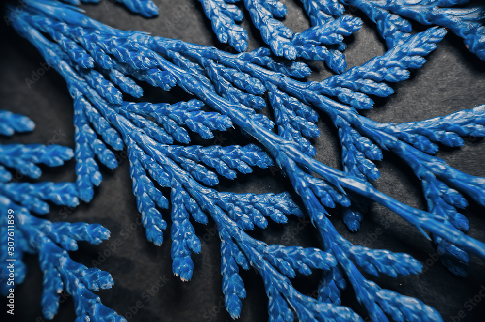 Thuja branches in trendy blue toned color on black paper background. Flat lay macro view winter themed background Thuja branches in trendy blue toned color on black paper background. Flat lay macro view winter themed background