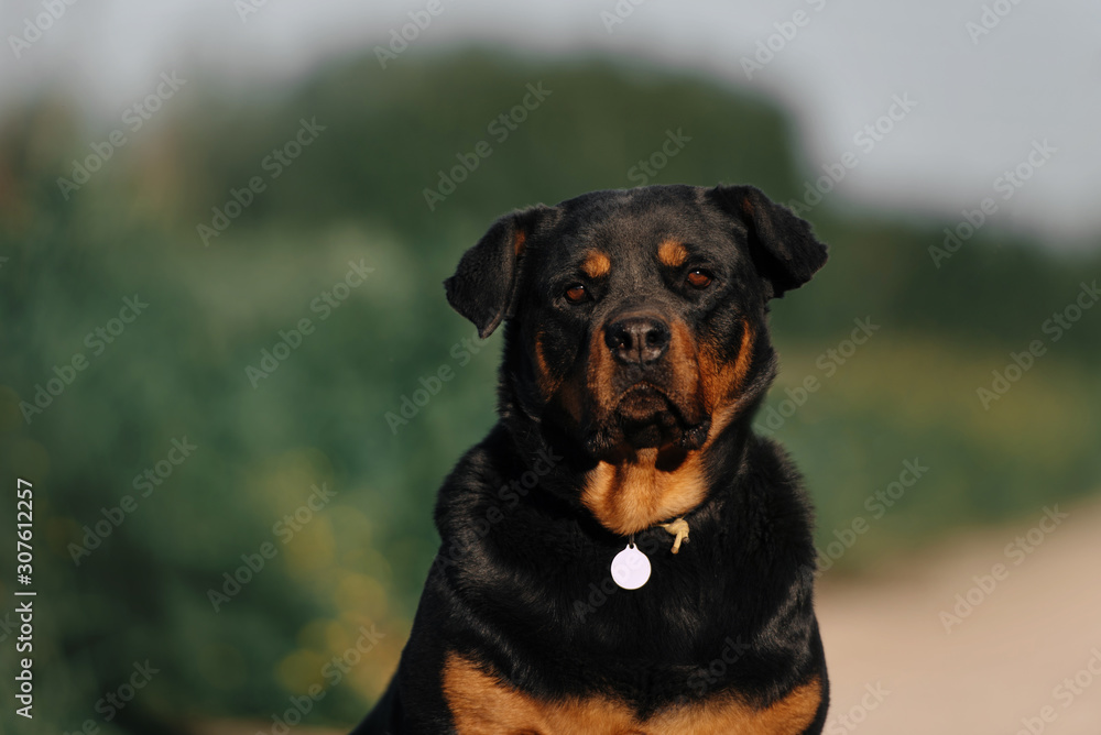 mixed breed black and tan dog portrait outdoors in summer mixed breed black and tan dog portrait outdoors in summer