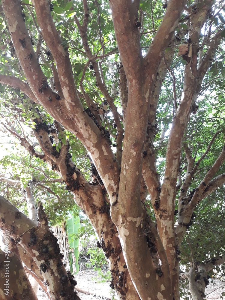 Obraz premium tree in the forest