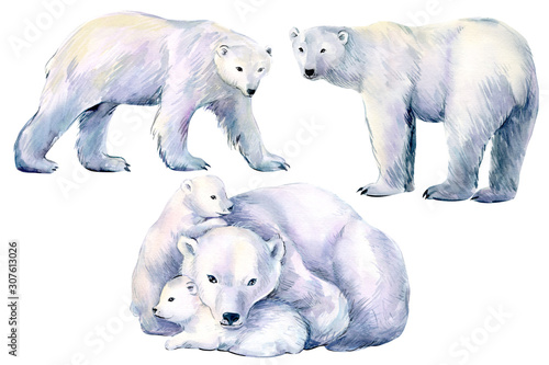 Fototapeta set of polar bear, winter animals on an isolated white background, watercolor il