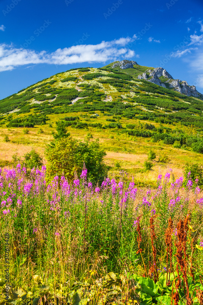 The Chleb, hill in the Lesser Fatra. Mountainous landscape with fireweed flowers in the foreground in the Mala Fatra national park, Slovakia, Europe.