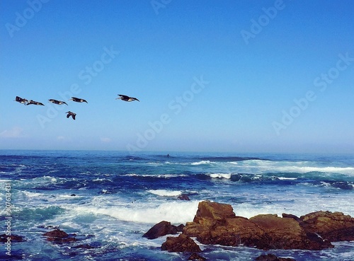 seagull on beach