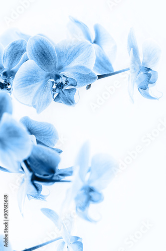 Phalaenopsis orchid flower toned blue. Grows in Tenerife, Canary Islands. Orchids close-up. photo