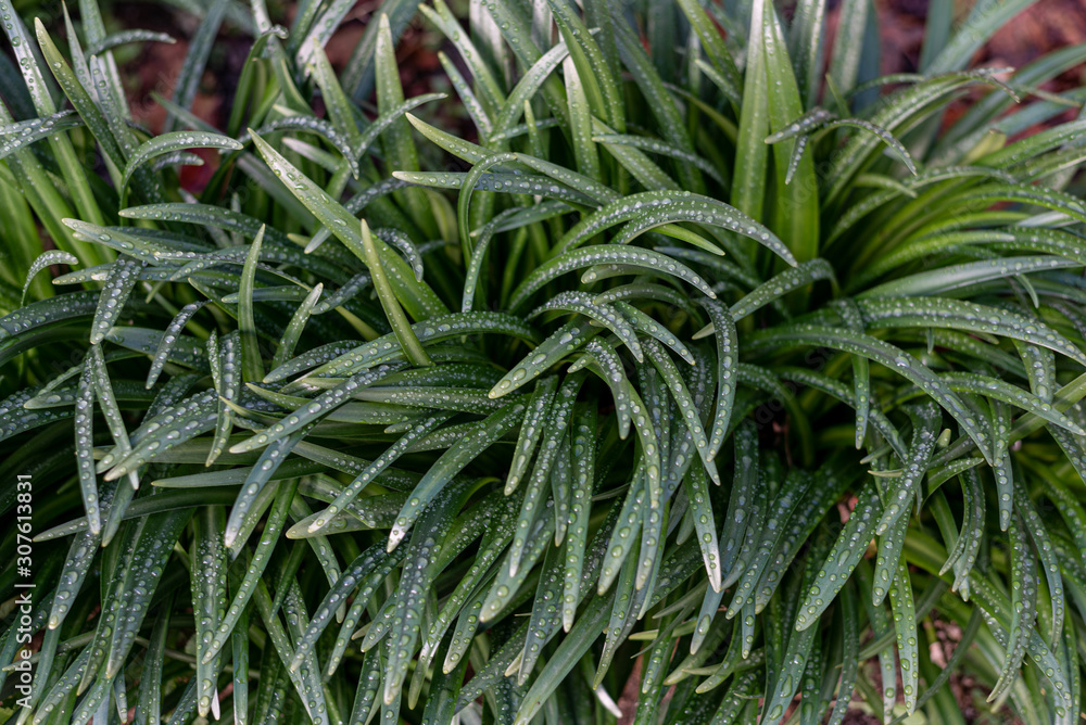 Daffodil plants with raindrops on their leaves Daffodil plants with raindrops on their leaves