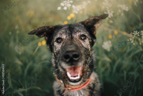 Fotografia happy grey mixed breed dog portrait outdoors in summer