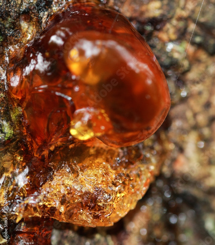 Fototapeta Naklejka Na Ścianę i Meble -  The close up of orange-yellow cherry resin