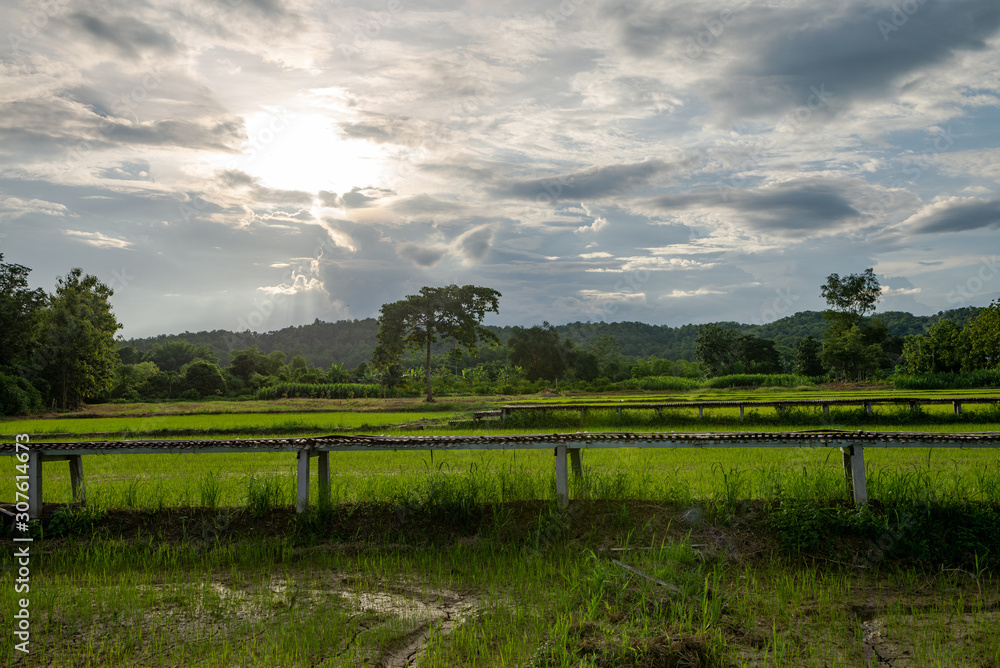 Landscape of rice field at sunset Sukhothai, Thailand.  