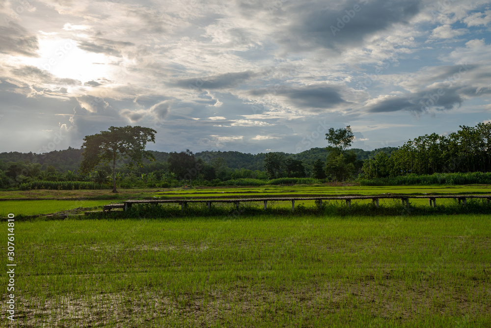 Obraz premium Landscape of rice field at sunset Sukhothai, Thailand. 