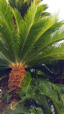 Sago palm tree (Cycas revoluta) with glossy green foliage