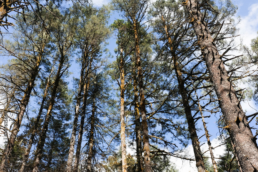 Fototapeta premium Low angle of pine tree in the wood in the sunny day using as nature background and forest concept