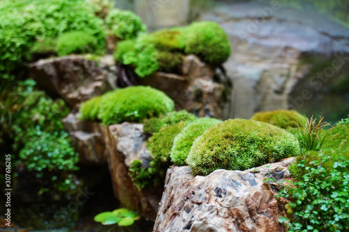 Tropical rain forest terrarium or paludarium with moss for rainforest animals