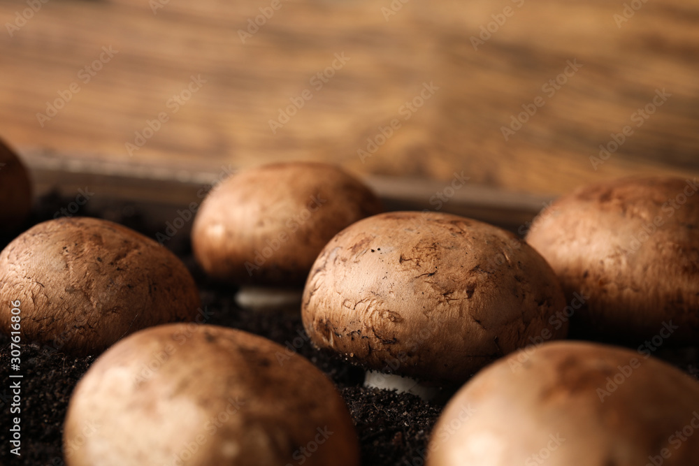 Brown champignons growing on soil in wooden crate, closeup. Mushrooms cultivation Brown champignons growing on soil in wooden crate, closeup. Mushrooms cultivation