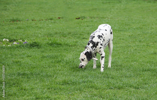 A young beautiful Dalmatian dog on the grass in city park