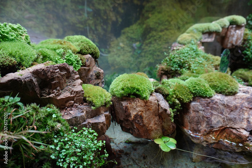 Tropical rain forest terrarium or paludarium with moss for rainforest animals photo