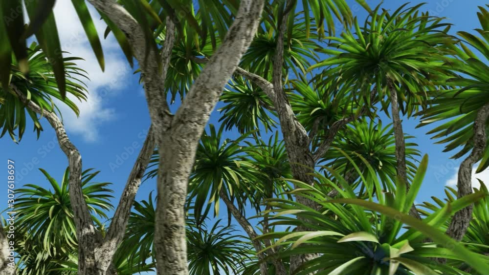 Cabbage palm tree (Sabal Palmetto) canopy Cabbage palm tree (Sabal Palmetto) canopy