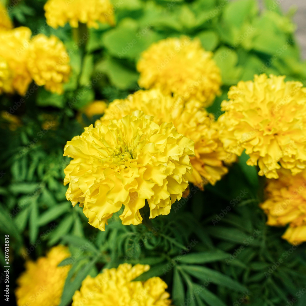 Beautiful marigold flowers in the garden Beautiful marigold flowers in the garden