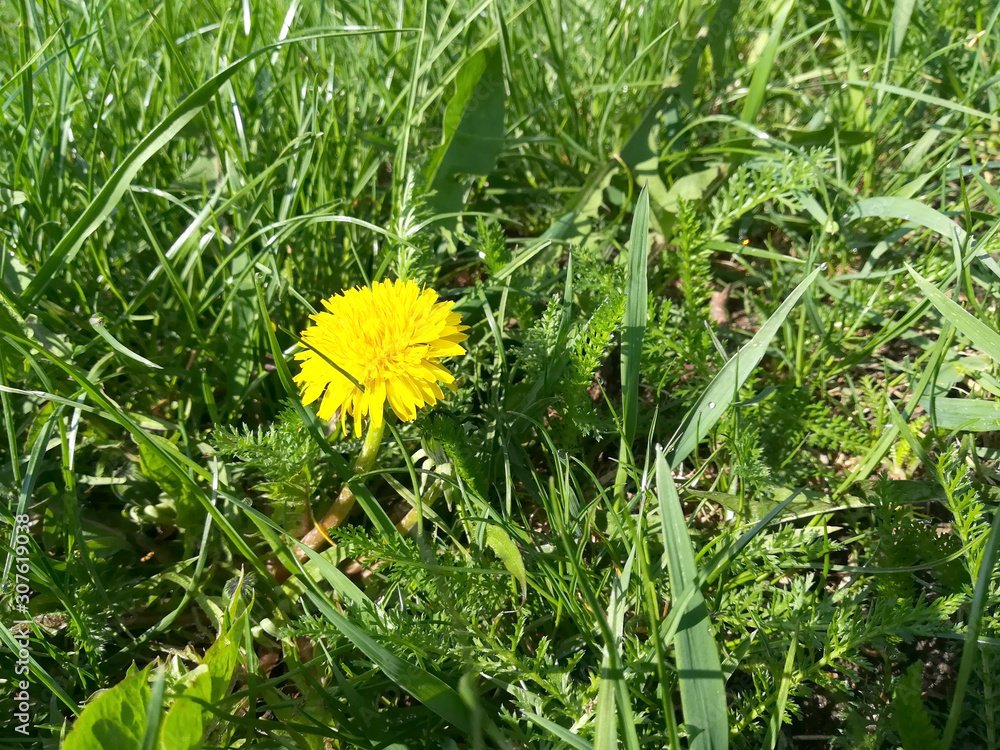 yellow dandelion blooms in green spring grass on a sunny day. place for text, copy space yellow dandelion blooms in green spring grass on a sunny day. place for text, copy space