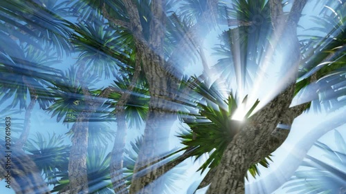 Cabbage palm tree (Sabal Palmetto) canopy photo