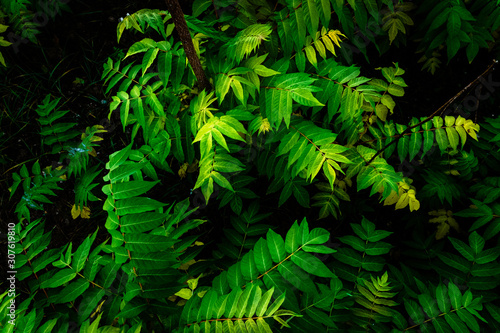 Fototapeta Naklejka Na Ścianę i Meble -  Detail of the ground of a jungle, covered with green leaves.