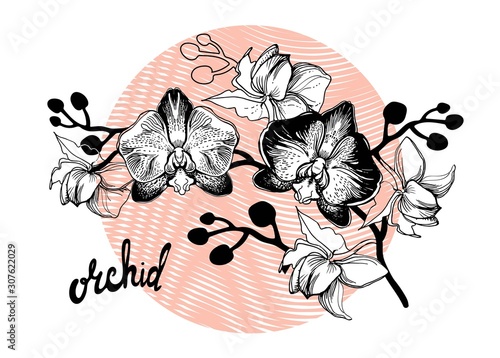 Branch of black and white tropical flowers Orchids, Phalaenopsis drawn by hand on wavy coral linear round form white isolated. For floristic design, greeting cards, poster, banner, textile, wallpaper.