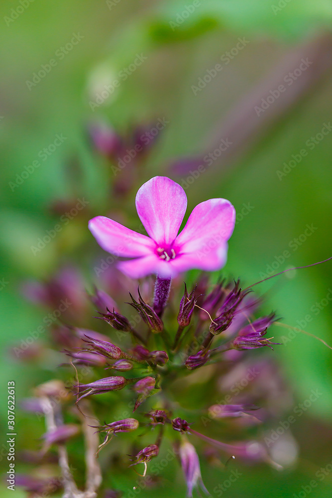 flower in the garden flower in the garden