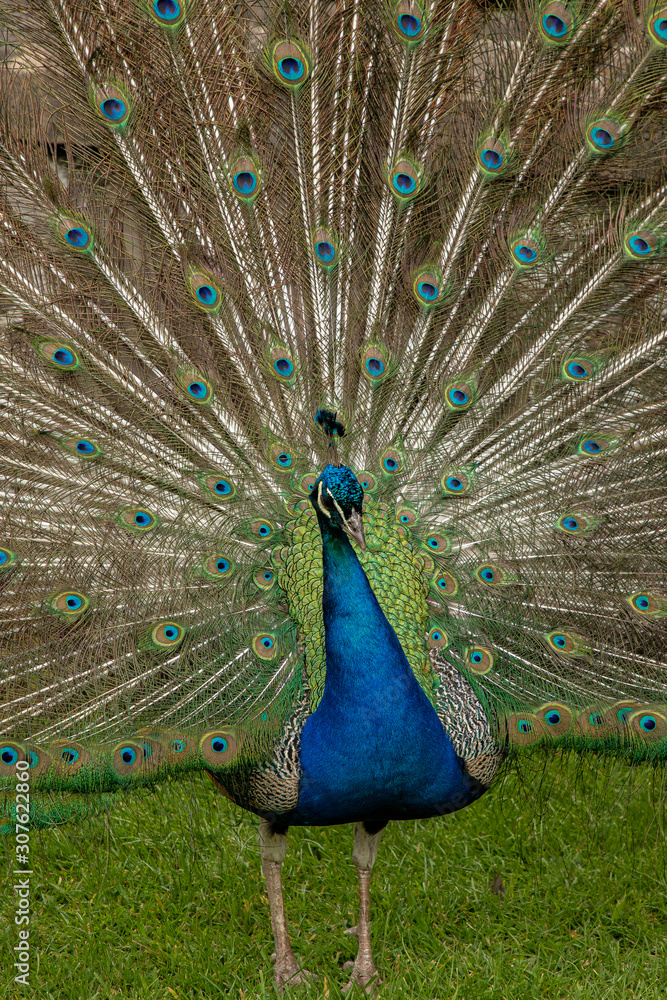 Fototapeta premium Peacock, Pavo cristatus