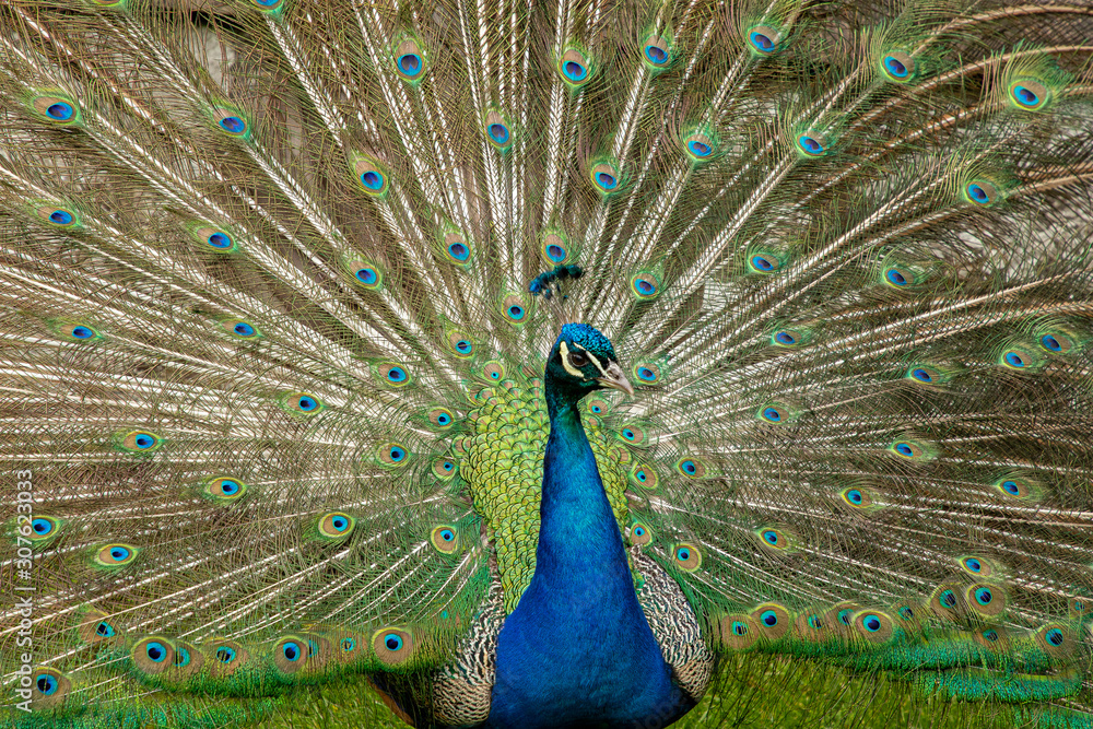 Obraz premium Peacock, Pavo cristatus