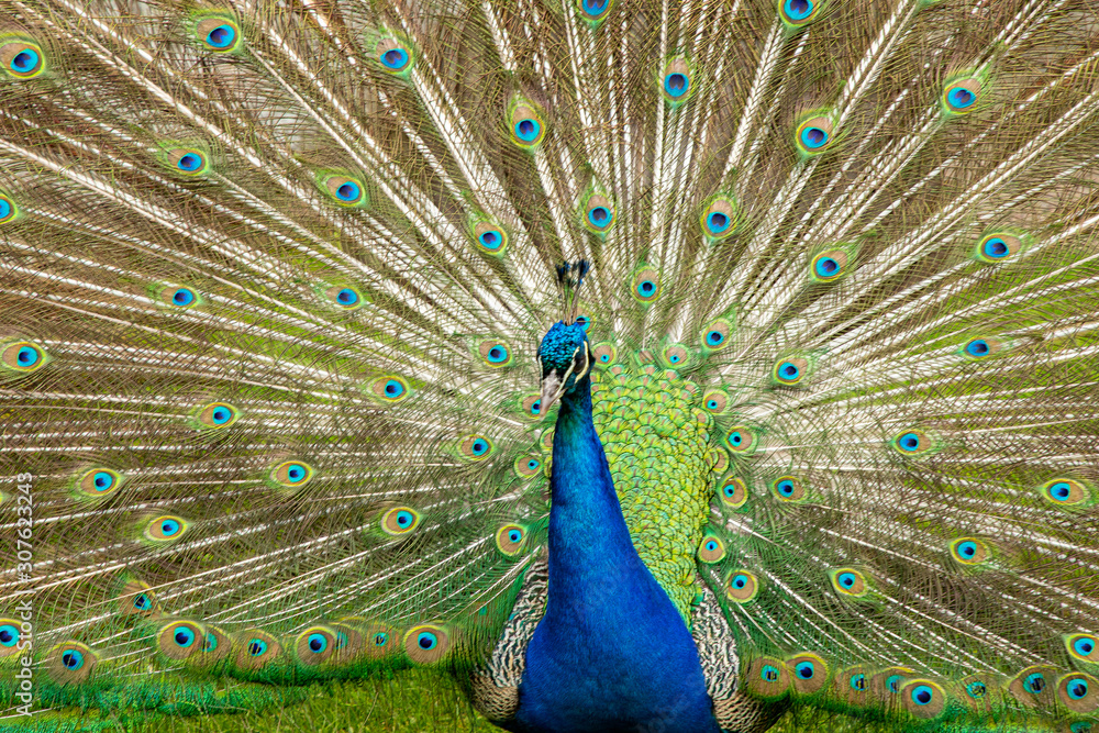 Obraz premium Peacock, Pavo cristatus