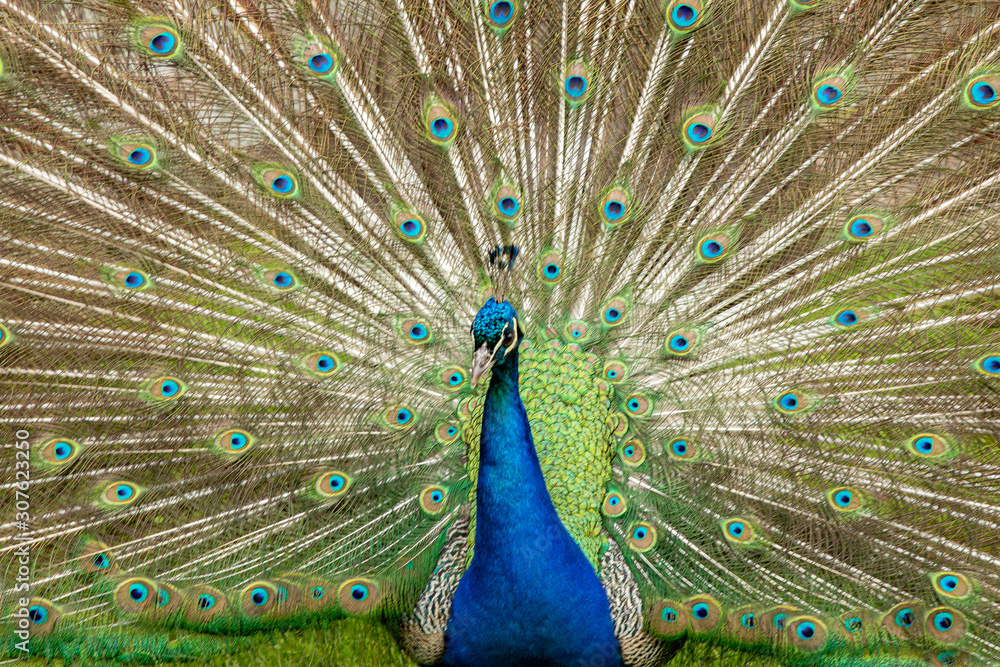 Obraz premium Peacock, Pavo cristatus