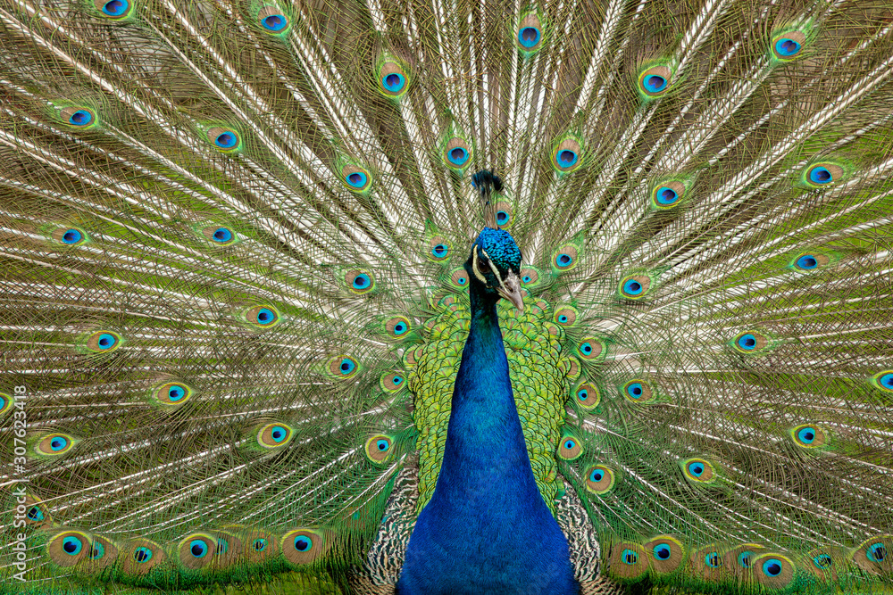 Fototapeta premium Peacock, Pavo cristatus