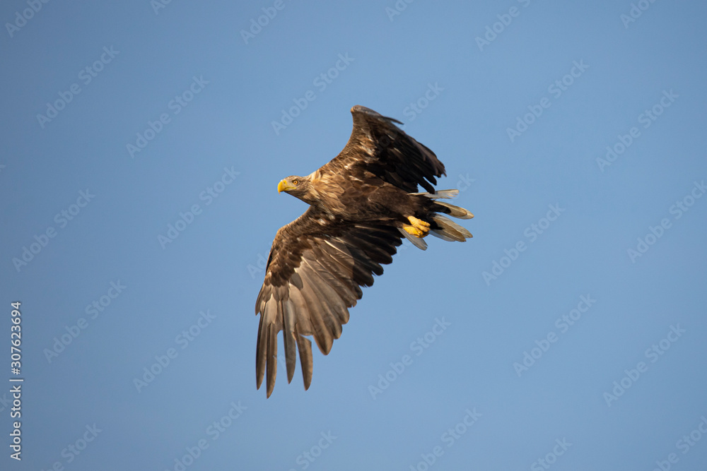 Obraz premium White Tail Eagle, Haliaeetus albicilla